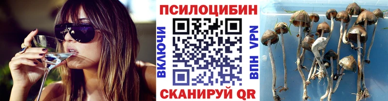 Псилоцибиновые грибы прущие грибы  Тосно 